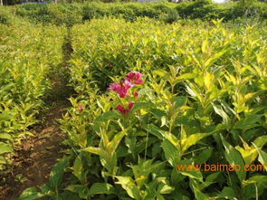 紅王子錦帶價(jià)格解析與山東青州國際花博會苗木基地推薦